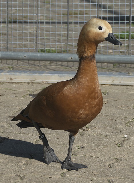 不同诠释